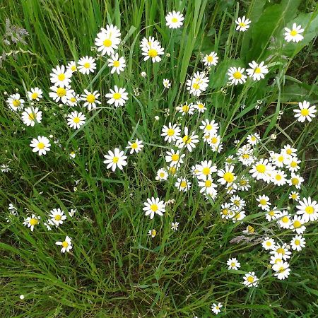 Naturnah - Auf Wunsch: Service Inclusive Goslar Zewnętrze zdjęcie